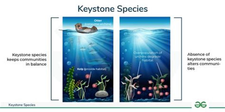 Why are dovekies keystone species?