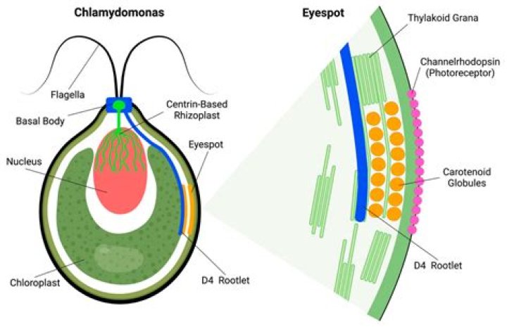 Why are flagellate important?