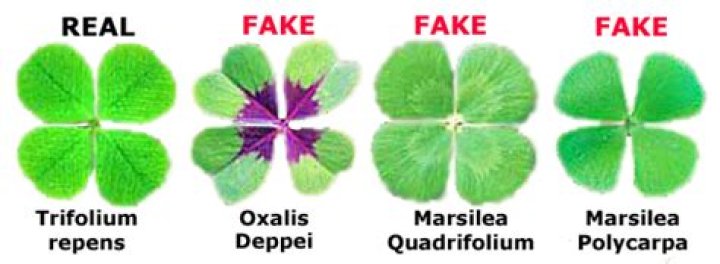 Why are four leaf clovers so rare?