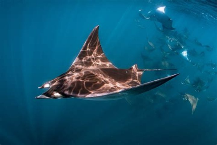 Why are manta rays called devilfish?