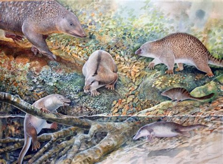 Why are monotremes only found in australia?