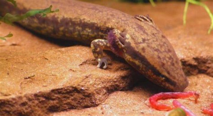 Why are mudpuppies called mudpuppies?