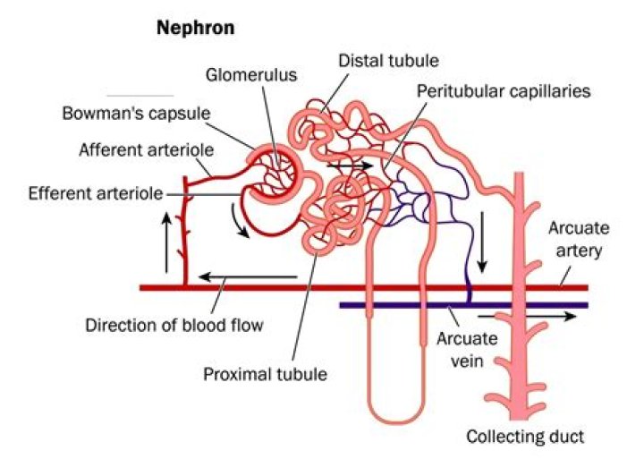 Why are nephrons surrounded by capillaries?