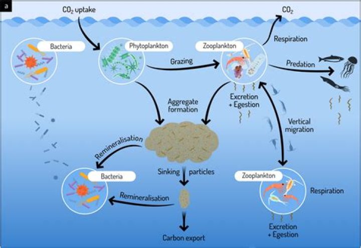 Why are phytoplankton primary producers?