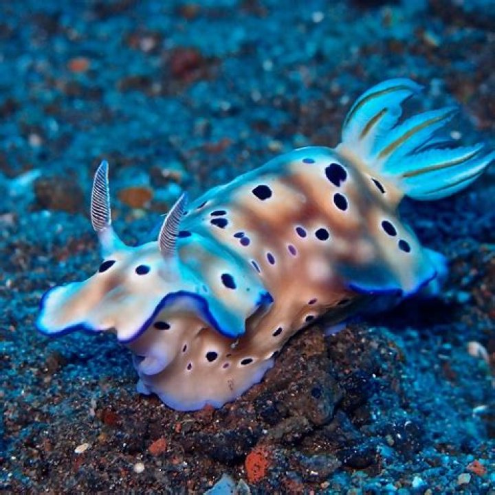 Why are sea slugs so colorful?