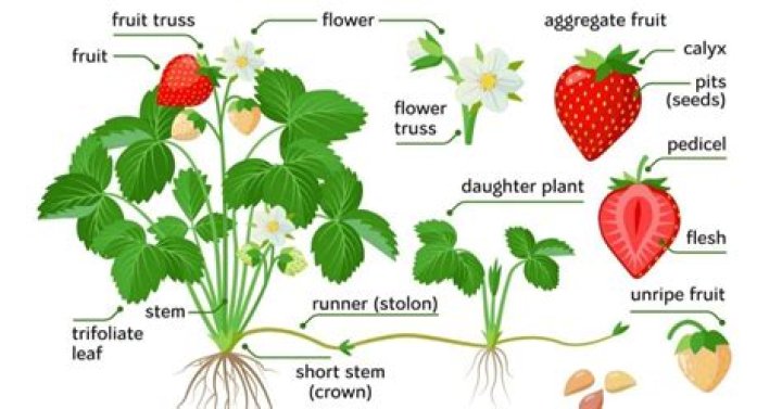 Why are they called strawberries?
