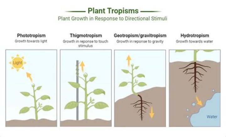 Why are tropisms important to the survival of plants?