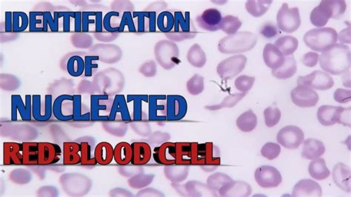 Why avian rbc are nucleated?