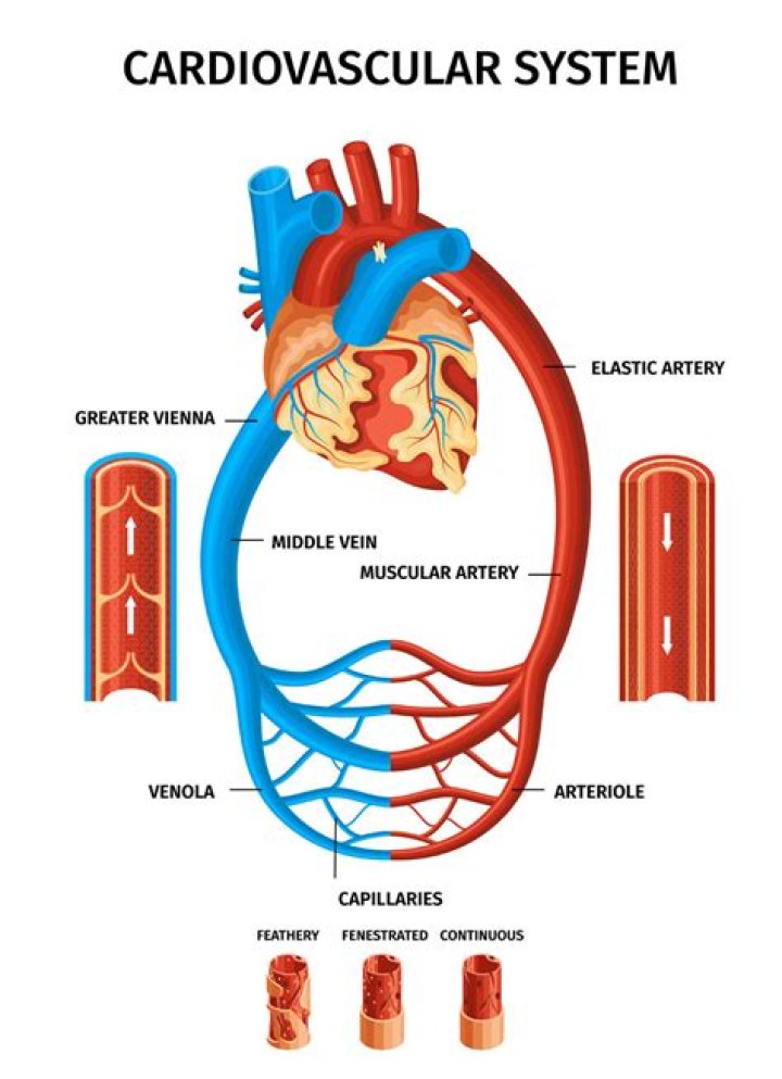 Why blood vascular system is a two-way system?