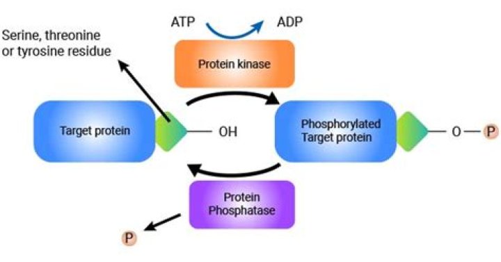Why can't phosphorylated glucose leave the cell?