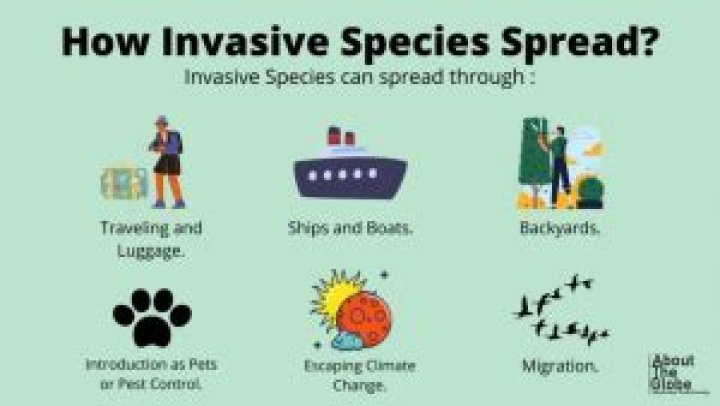 Why can eradicate an invasive species be difficult?