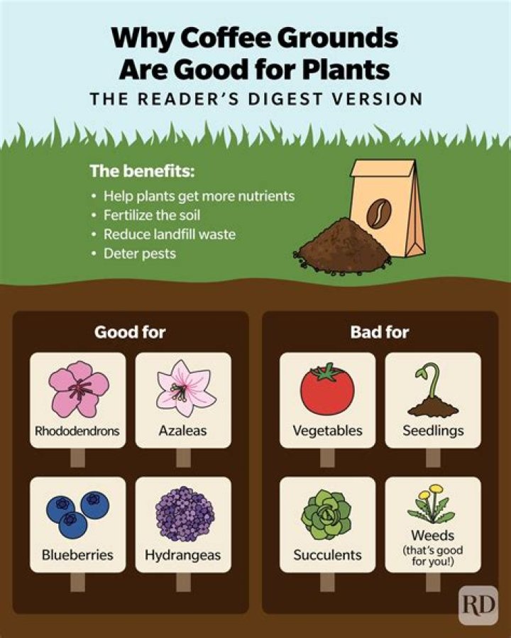 Why coffee grounds are good for plants?