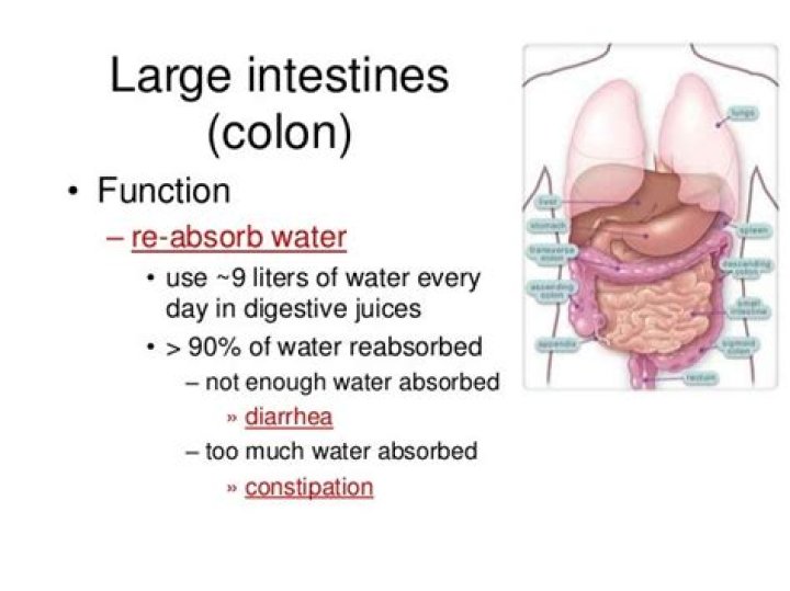 Why colon absorbs too much water?