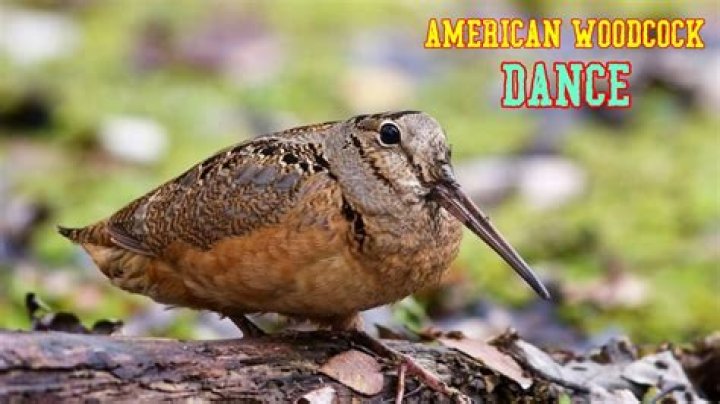 Why do american woodcocks dance?