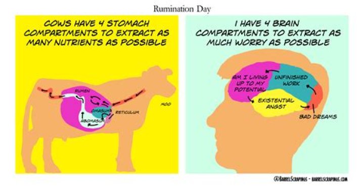 Why do cows ruminate?