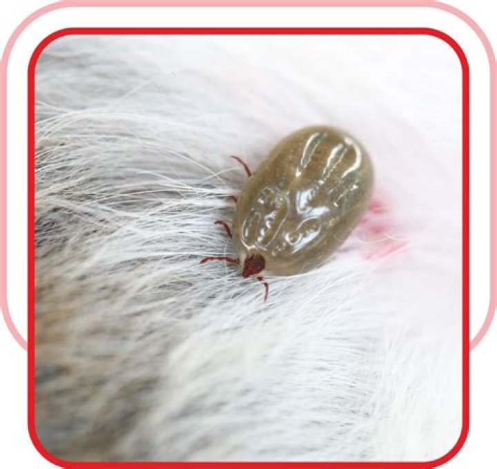 Why do dogs get ticks?