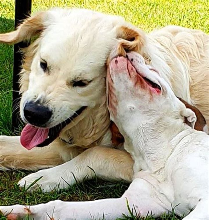 Why do dogs nibble their owners?