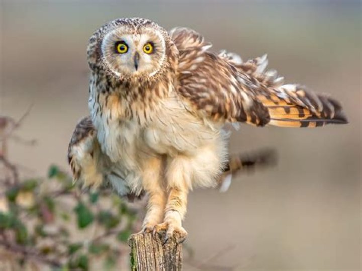 Why do owls have long legs?