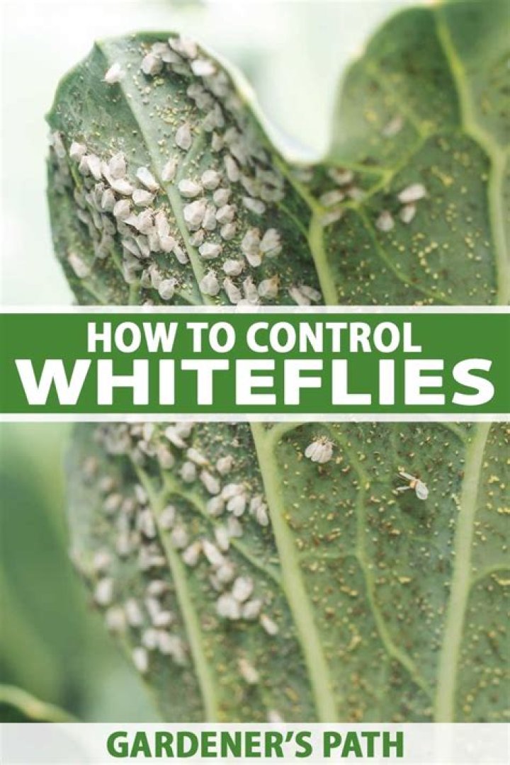 Why do plants get whitefly?