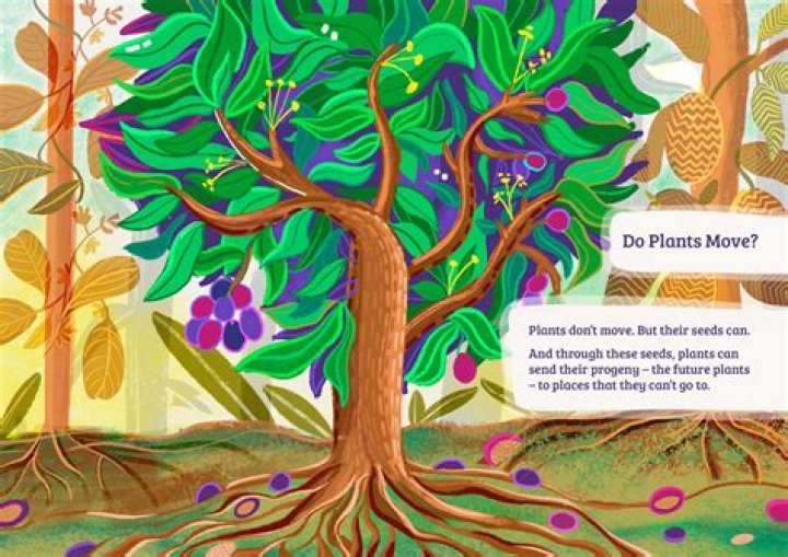 Why do plants locomote?