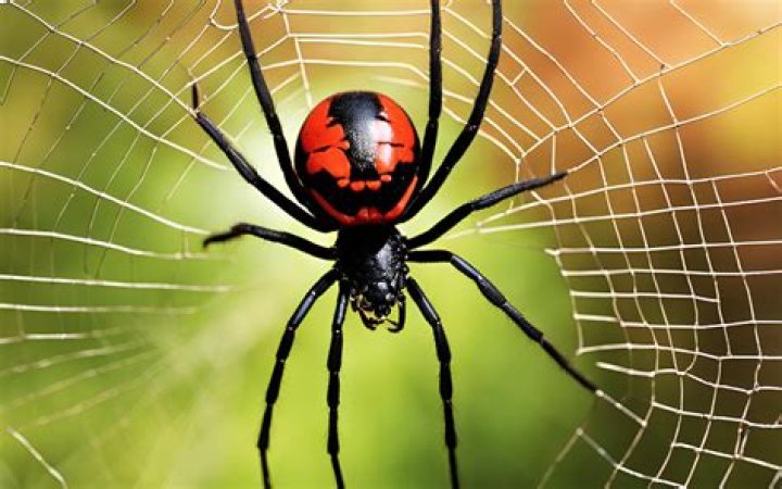Why do redbacks come inside?