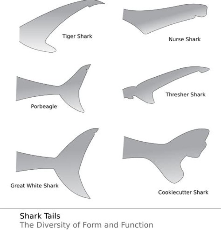 Why do sharks have heterocercal tails?
