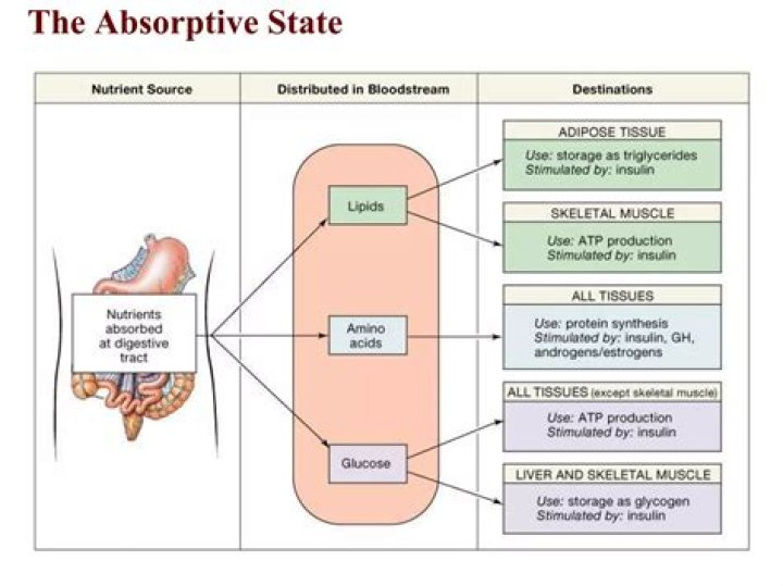 Why does absorptive state happen?