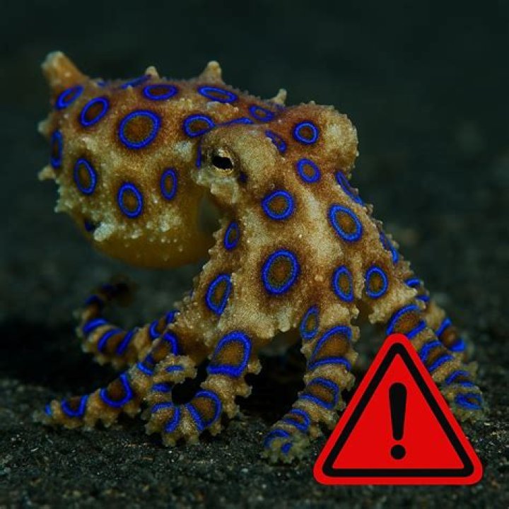 Why does an octopus have a beak?