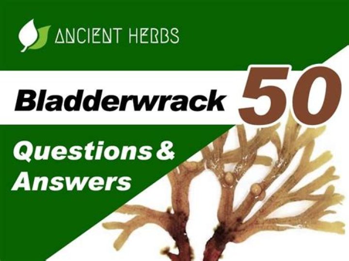 Why does bladderwrack grow more quickly than saw wrack?