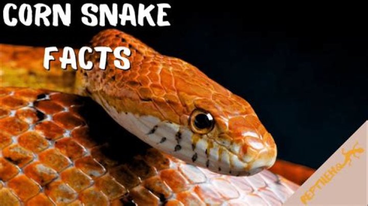 Why does my corn snake regurgitated?