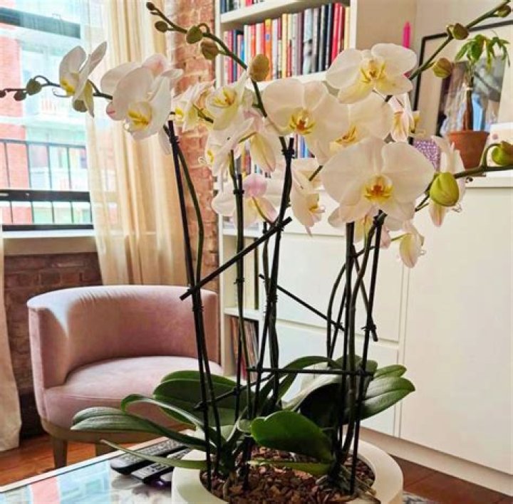 Why don't orchids flower?