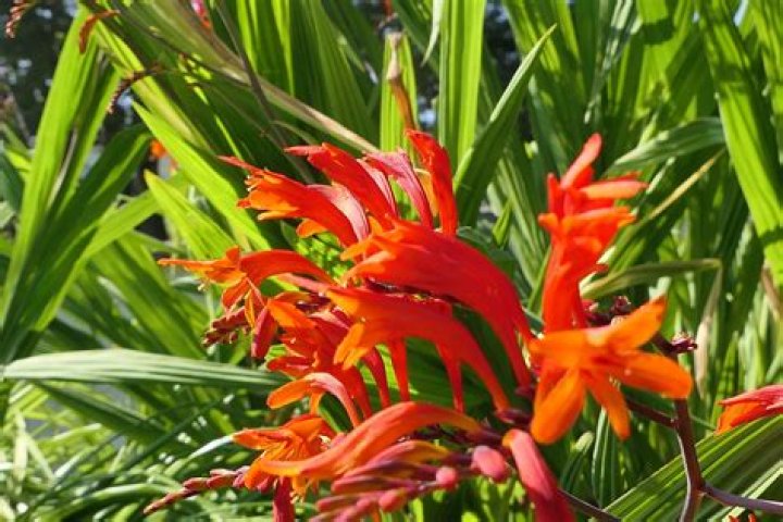 Why has my montbretia stopped flowering?