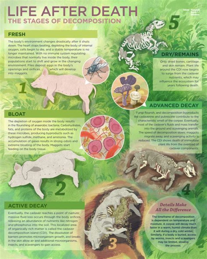 Why human body decomposes after death?