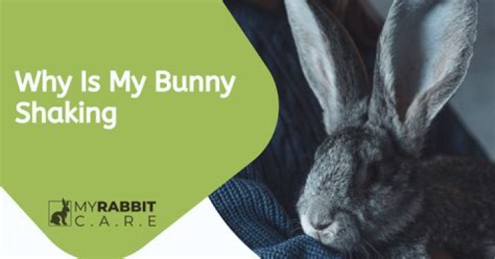 Why is my bunny shaking?