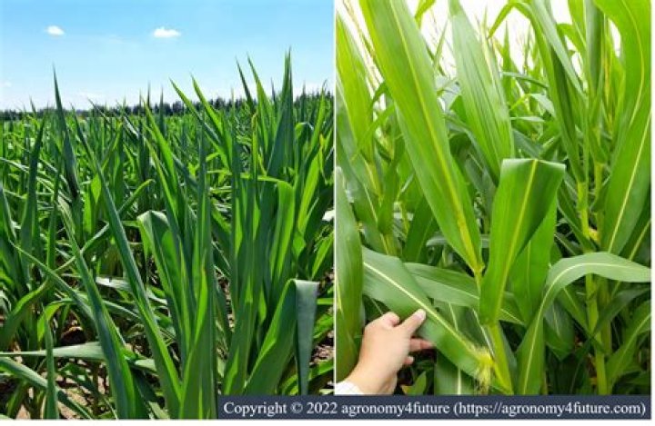 Why is my corn not tasseling?