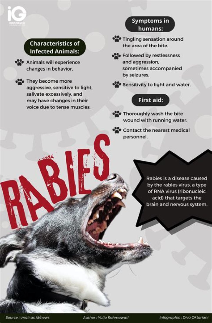 Why is rabies untreatable?