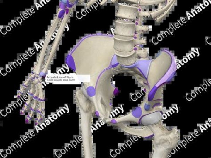 Why is the arcuate line important?
