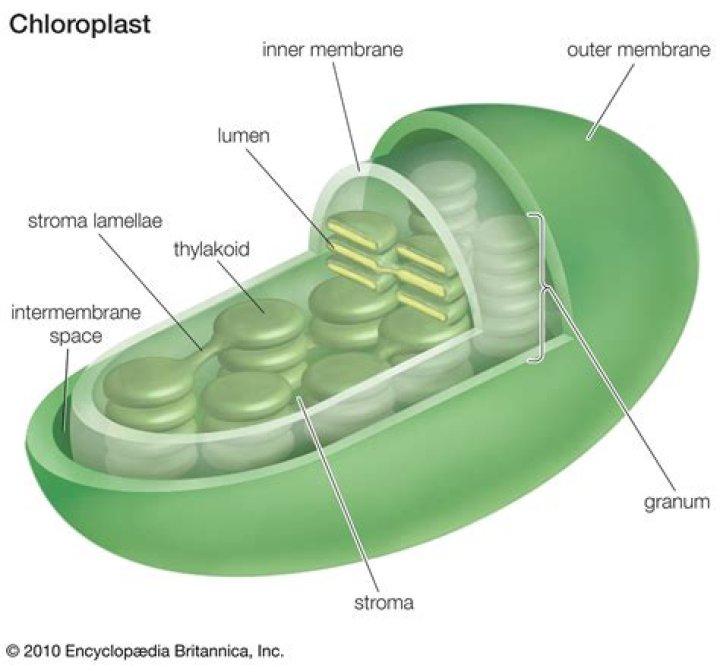 Why is the chloroplast important?