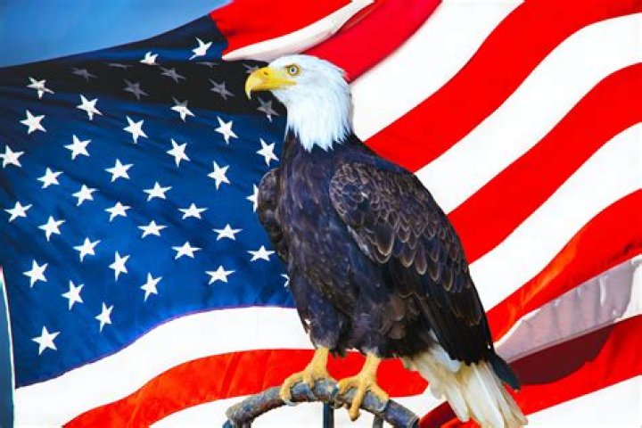 Why is the eagle the american bird?