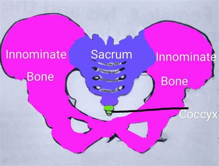 Why is the pelvis also called the innominate bone?