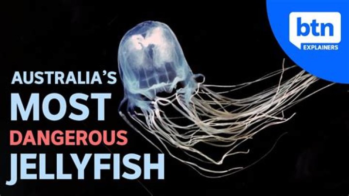 Why jellyfish is dangerous?