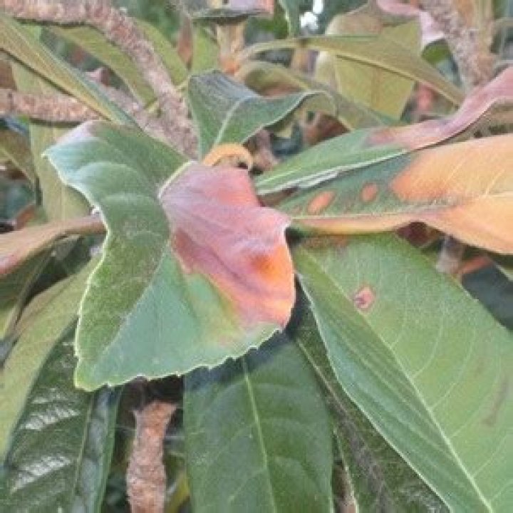 Why loquat leaves turning brown?