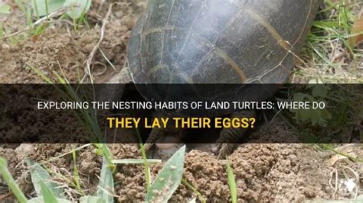 Why turtles lay eggs on land?