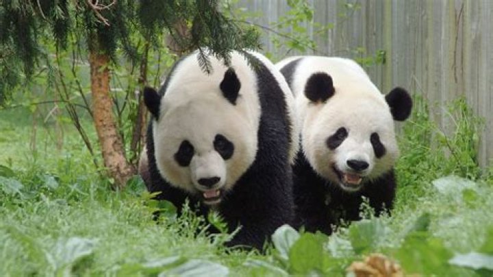 Why use spark over pandas?