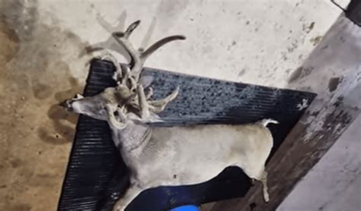 Why was the doe killed?