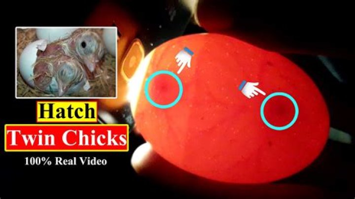 Will a double yolked egg hatch?