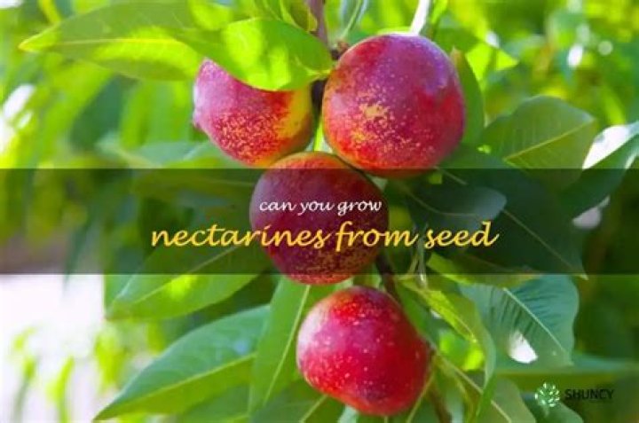 Will a nectarine pit grow?