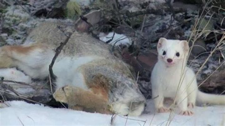 Will a weasel kill a small dog?