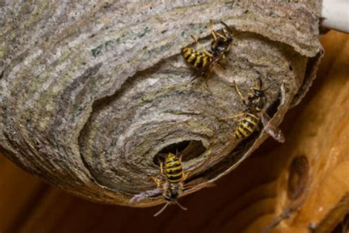 Will brake cleaner kill wasps?