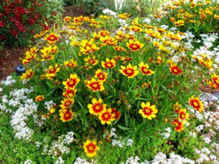 Will coreopsis grow in partial sun?